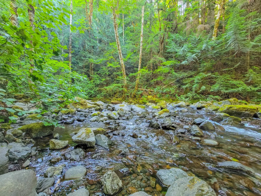 Rocky Brook running over cobble through mossy old-growth forest