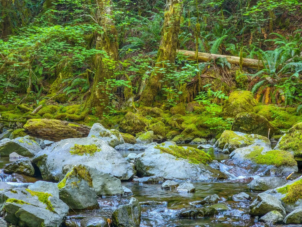 Moss-covered boulders and old growth along Rocky Brook