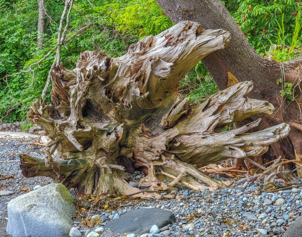 Driftwood root wad on the cobble beach at Salt Creek