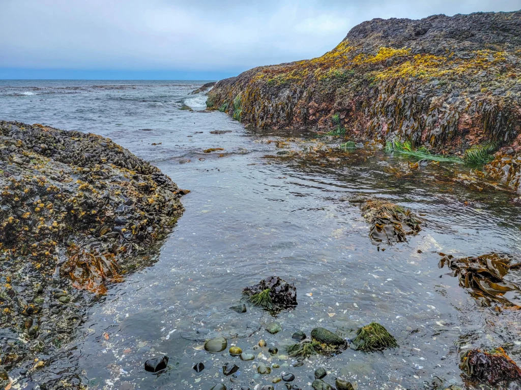 Kelp and rockweed in a tide channel at Salt Creek