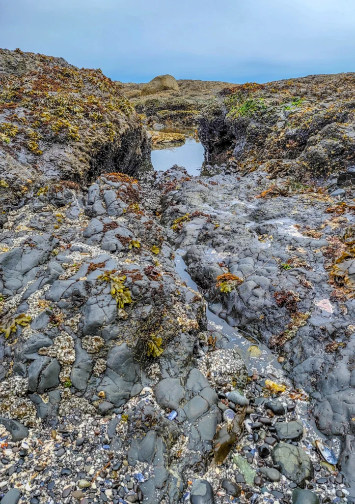 Tidepool channel lined with rockweed at Salt Creek