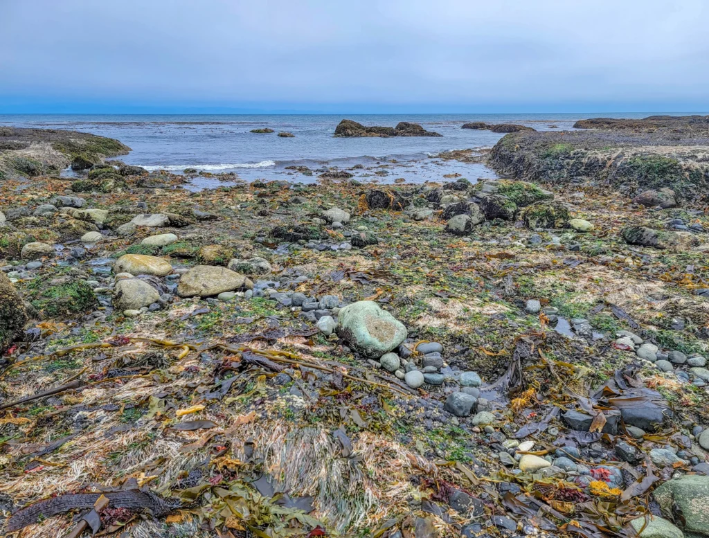 Tidepool rocks and drifted kelp with the Strait of Juan de Fuca beyond