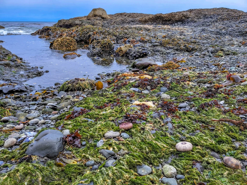 Sea urchin tests and drifted seaweed on cobble at Salt Creek