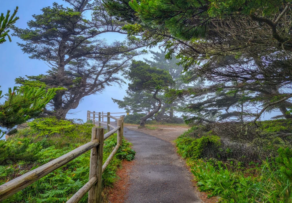 Cliff path lined with wind-sculpted shore pines at Shore Acres State Park