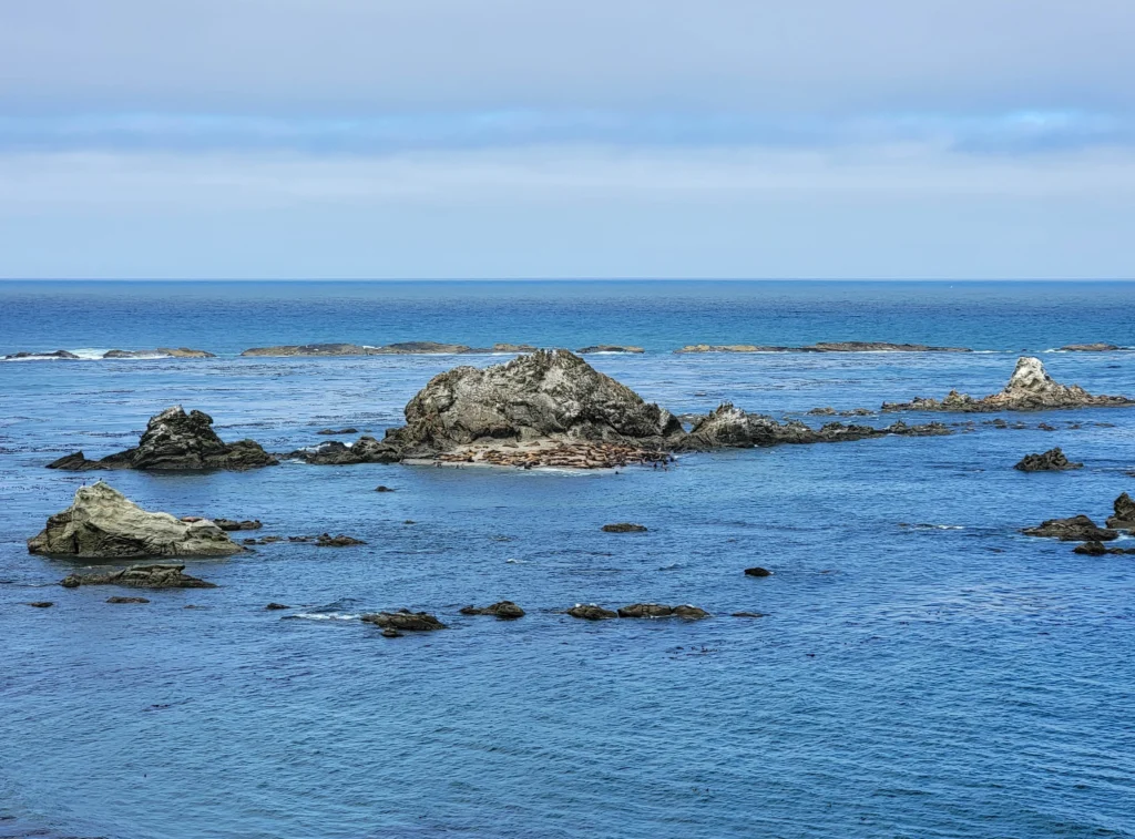 Sea lions hauled out on Shell Island at Simpson Reef, Oregon Islands National Wildlife Refuge