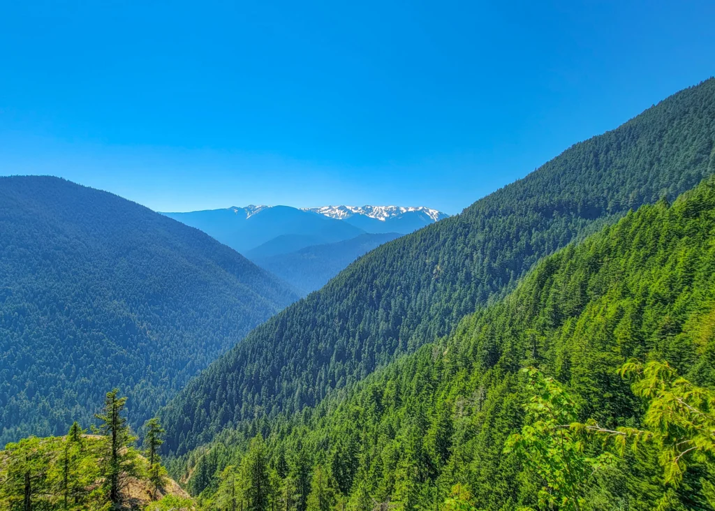 Snow-capped Olympic Mountains above a forested valley