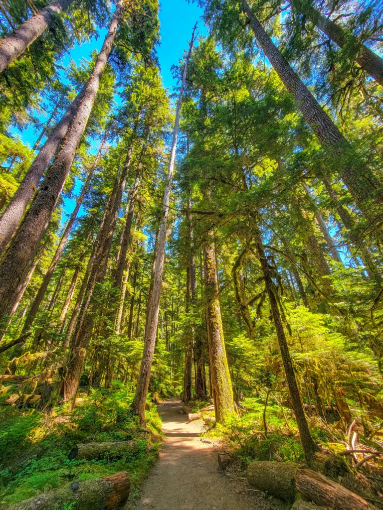 Tall conifers along the Sol Duc Falls trail