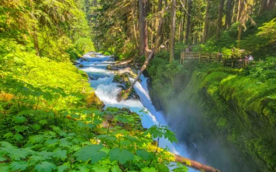 Olympic National Park – Hurricane Ridge & Sol Duc – WA