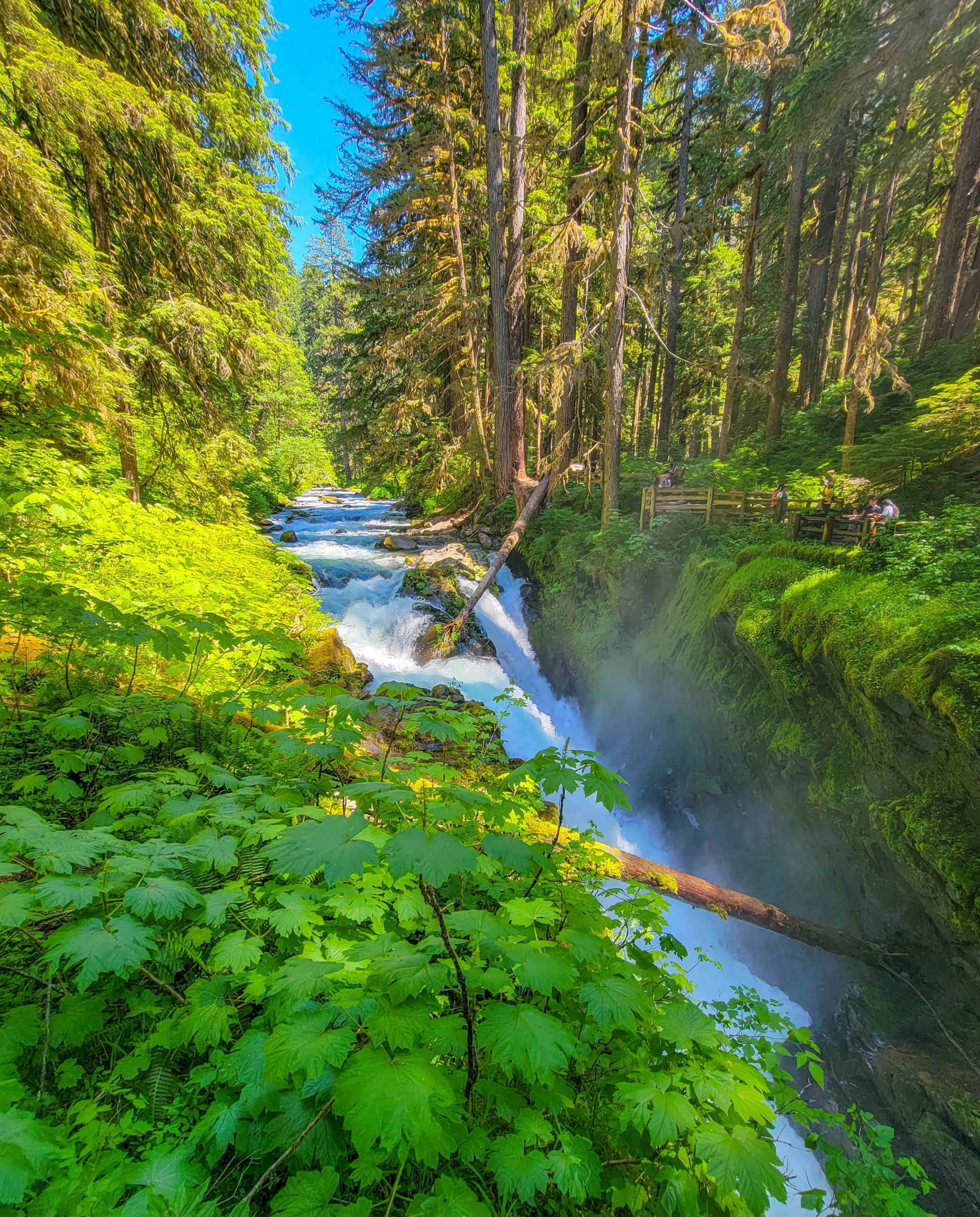Sol Duc Falls dropping into its canyon in Olympic National Park, Washington
