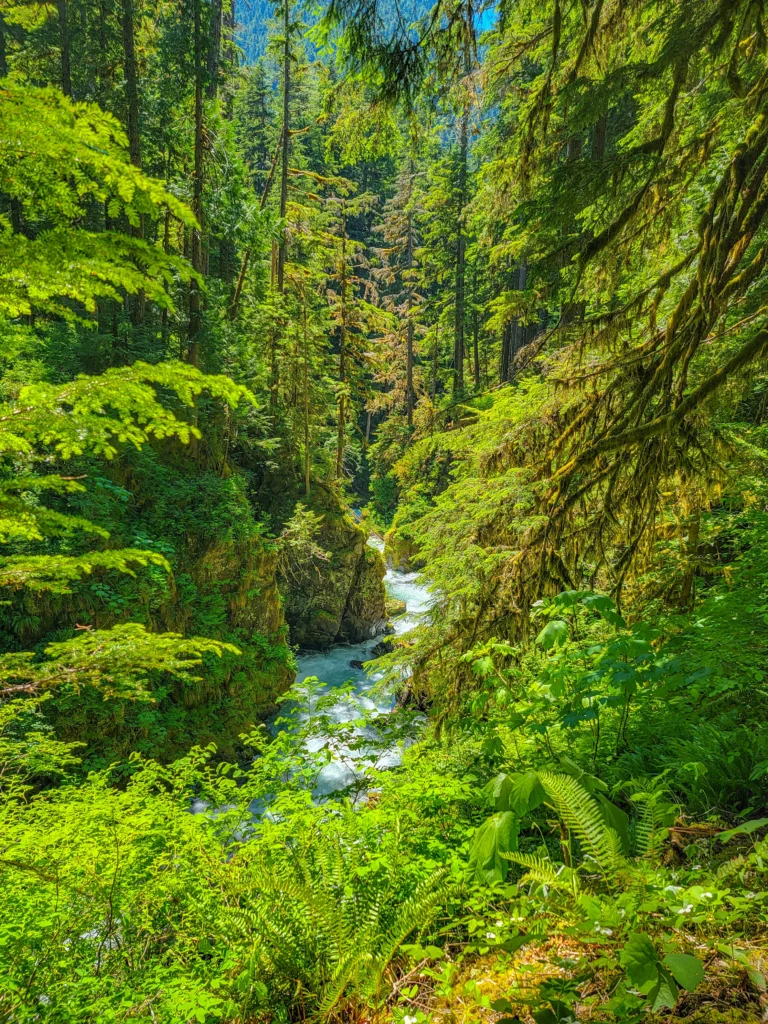 The Sol Duc River canyon with moss-covered walls
