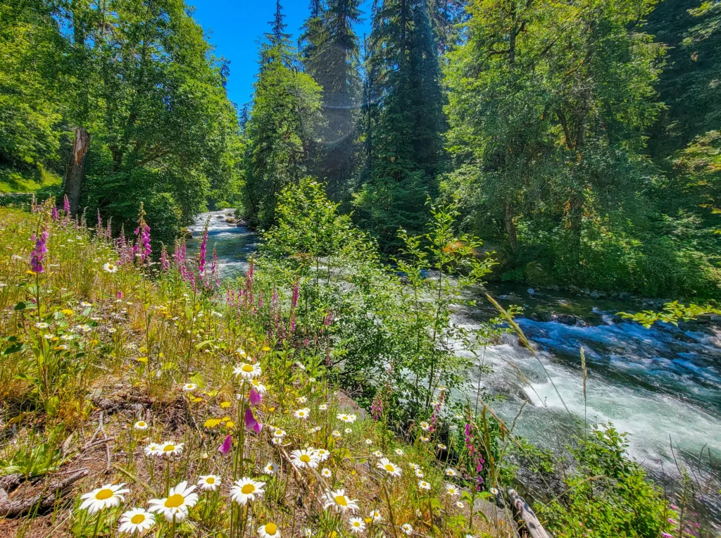 Sol Duc River with foxglove and oxeye daisies along the bank
