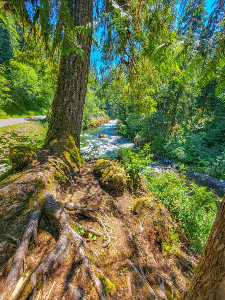 Mossy roots above the Sol Duc River beside the road