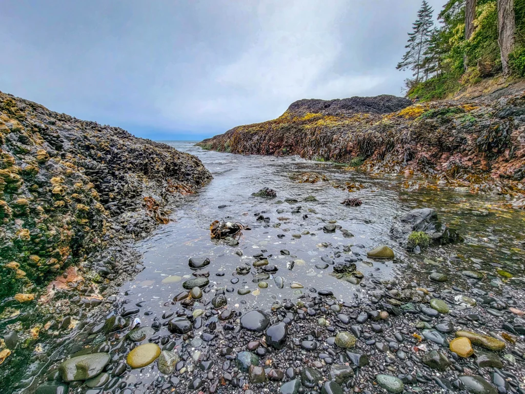 Tide channel with mussel-covered walls at Tongue Point