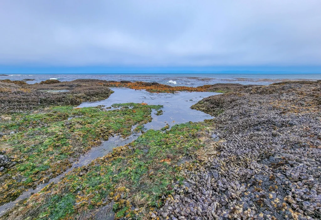 Tidepools and mussel beds at Tongue Point, Salt Creek Recreation Area, Washington