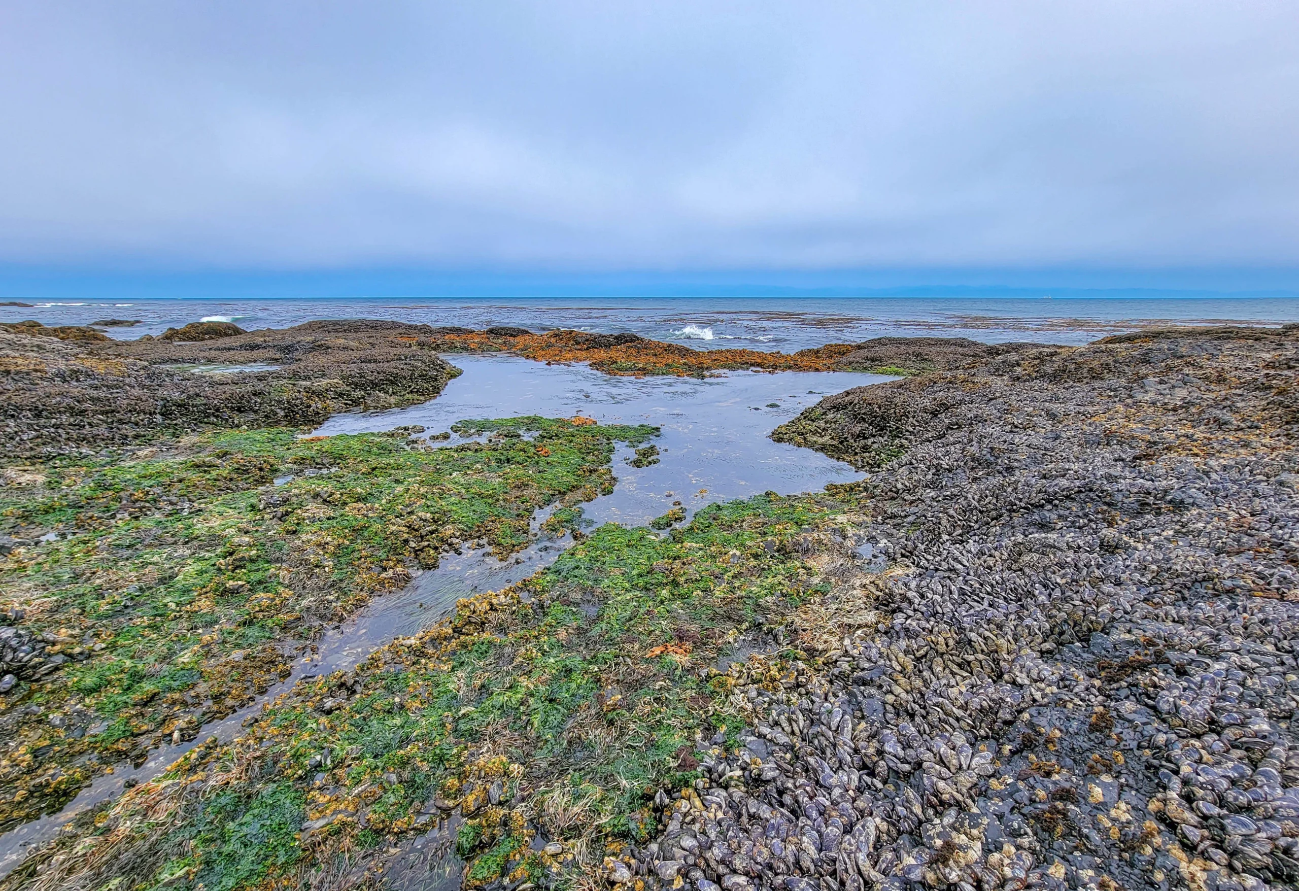 tongue-point-tidepools-mussel-beds Tidepools and mussel beds at Tongue Point, Salt Creek Recreation Area, Washington