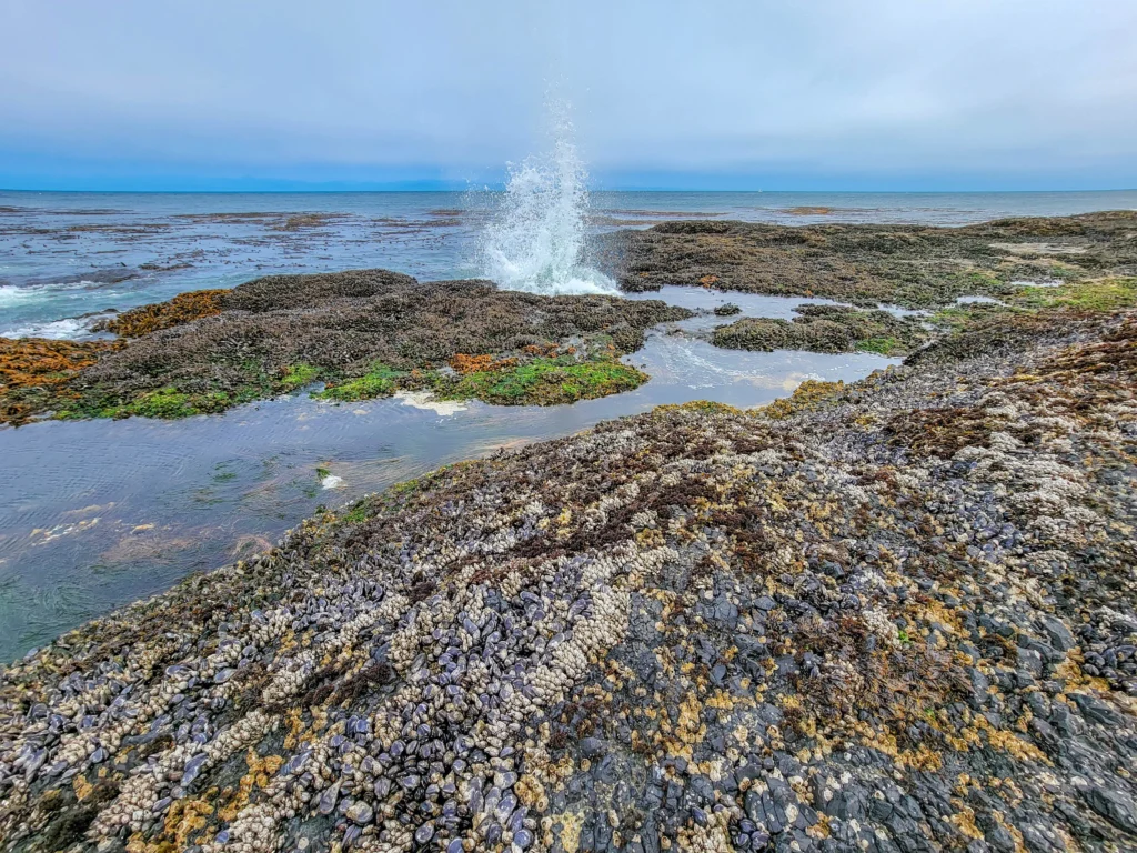 Wave spouting through the rocks above mussel and barnacle beds at Tongue Point