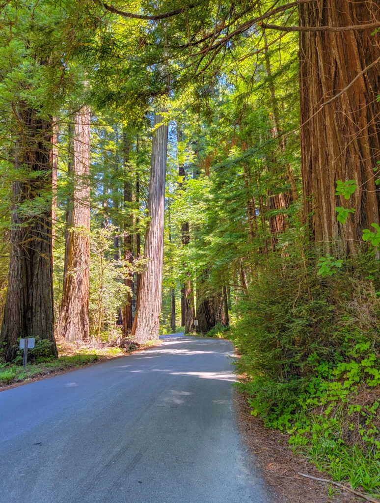 Avenue of the Giants scenic drive winding between old-growth coast redwoods in Humboldt Redwoods State Park, California