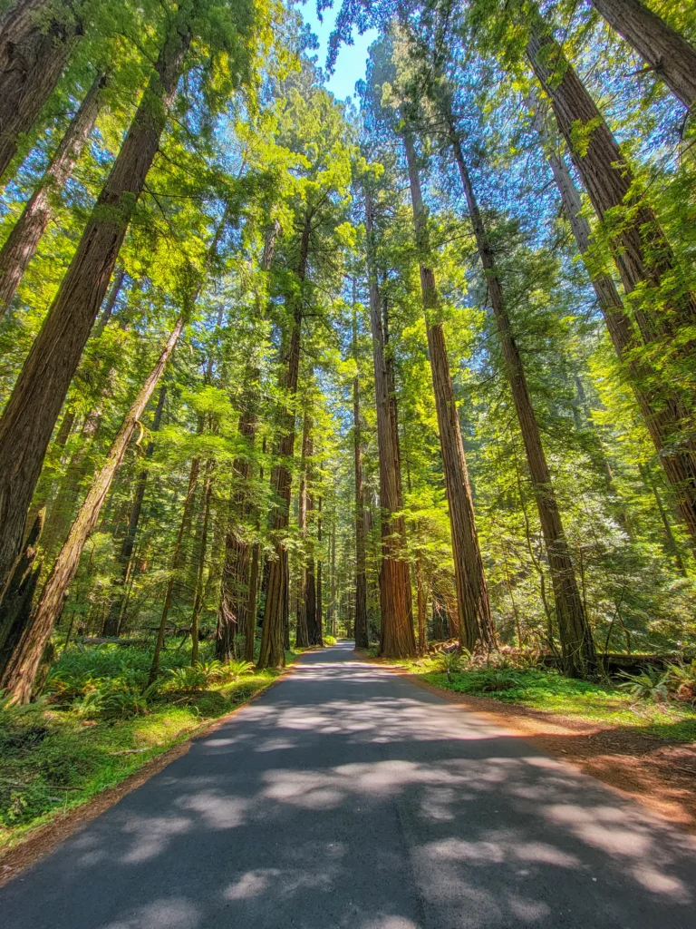 Straight stretch of the Avenue of the Giants lined with old-growth redwoods and sword ferns