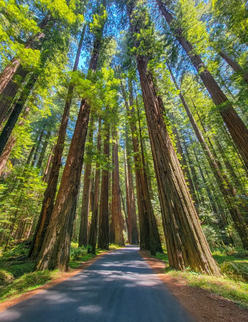 Wide view of towering old-growth redwoods lining the Avenue of the Giants