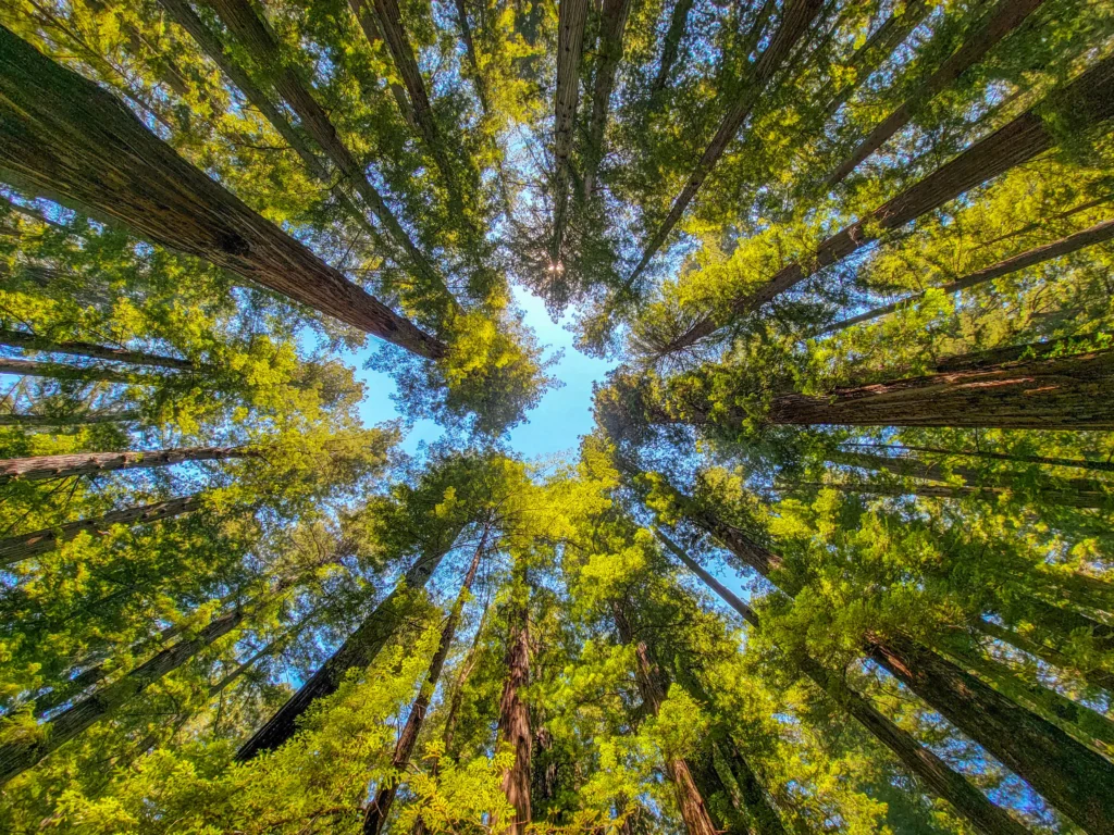 Looking straight up into the coast redwood canopy in Humboldt Redwoods State Park