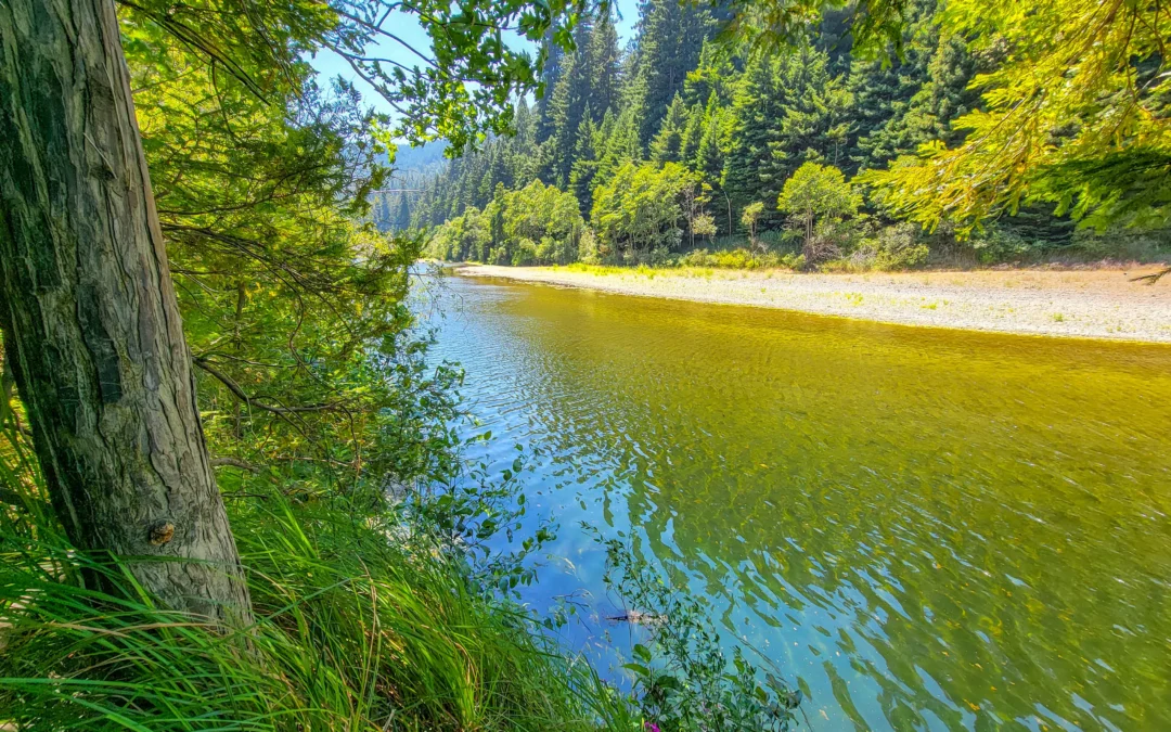 Avenue of the Giants – Humboldt Redwoods State Park – California