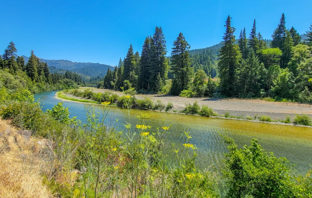 South Fork of the Eel River seen through summer wildflowers along the Avenue of the Giants