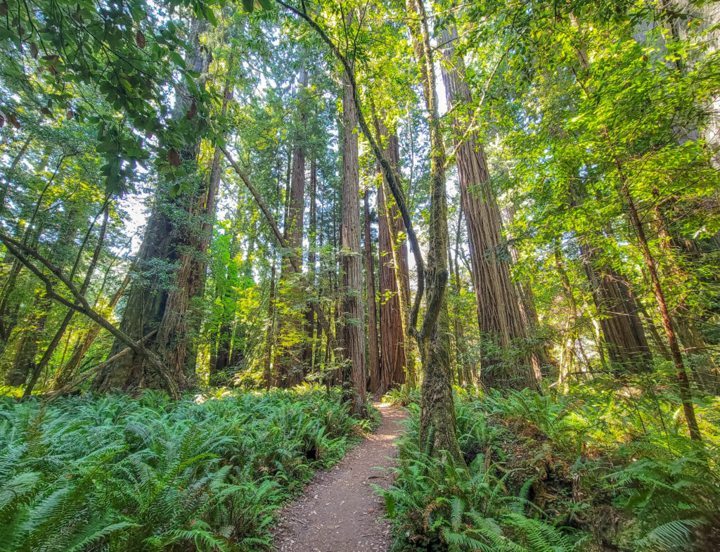 Part of Tall Trees Grove trail