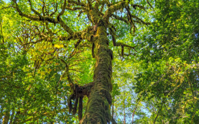 Great hike in Redwoods – Tall Trees Grove, CA