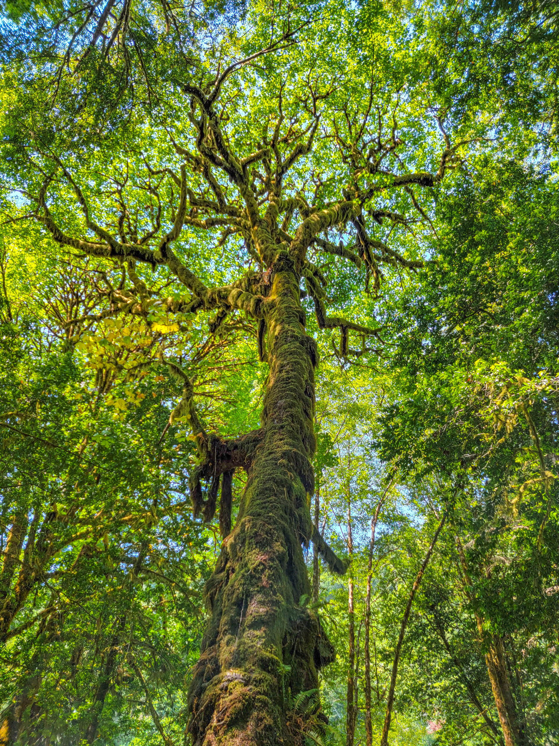 Tree in Tall Trees Grove