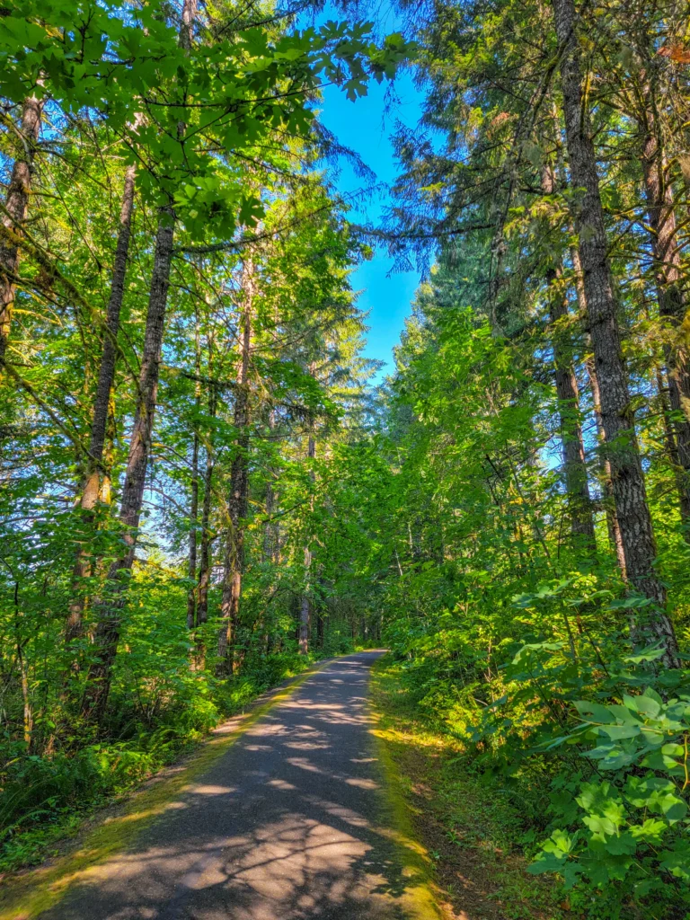 Tall conifers lining the paved trail corridor