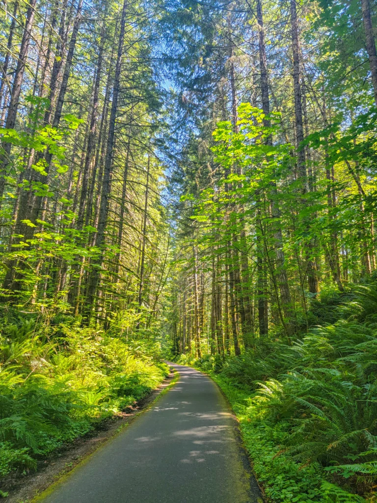 Fern-lined section of trail through dense Coast Range forest
