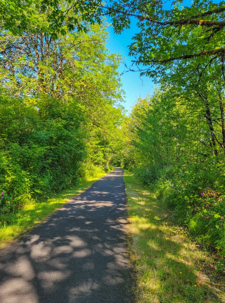 Mossy branch arching over the paved trail on a summer morning