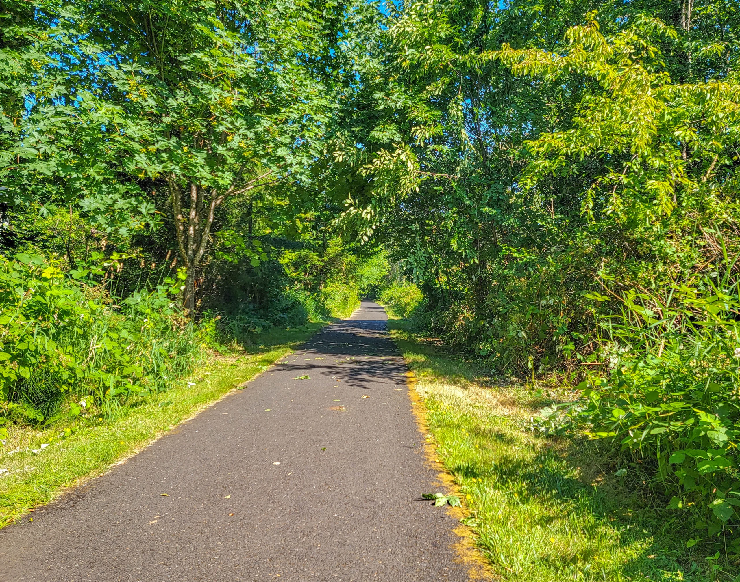 Paved rail trail running through a tunnel of summer green on the Banks-Vernonia State Trail, Oregon