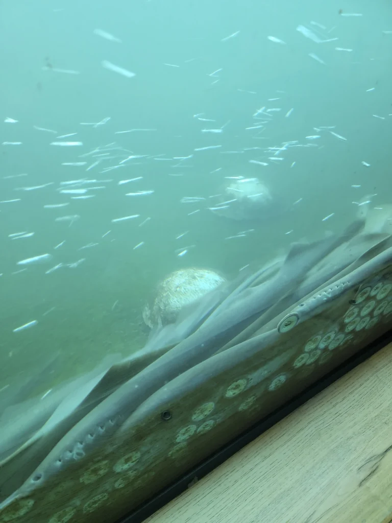 Pacific lamprey attached to the glass of the fish ladder viewing window at Bonneville Dam