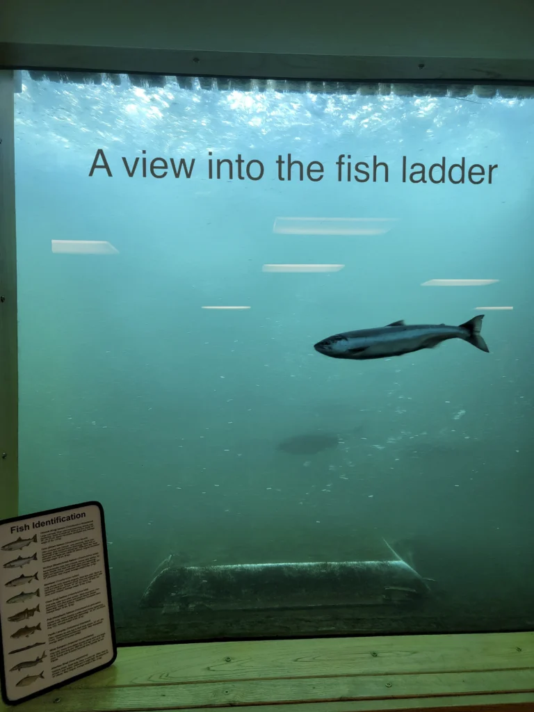 Underwater viewing window into the fish ladder at Bonneville Dam, with a salmon passing
