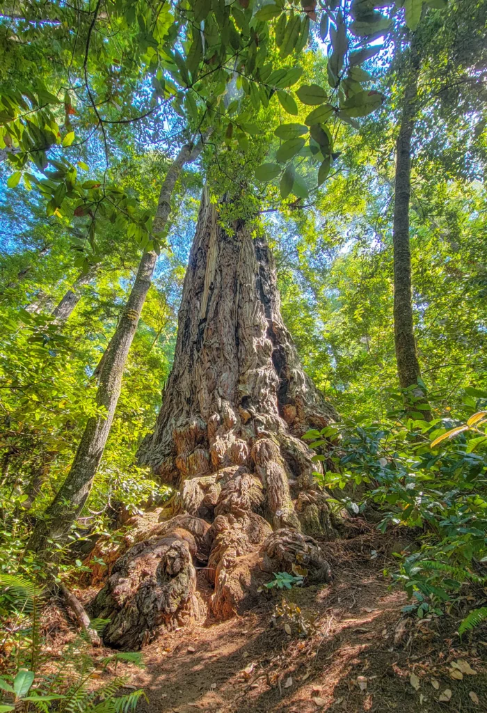 Burled redwood trunk with a massive root flare on the Tall Trees Grove Trail