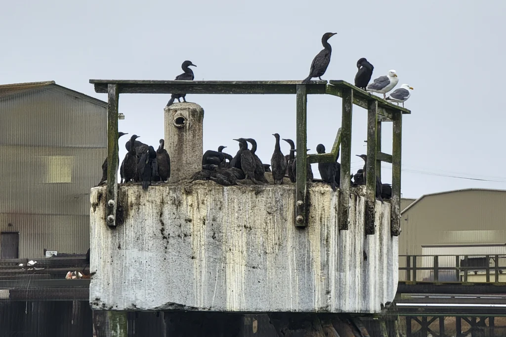 Cormorants and gulls roosting on a piling in Humboldt Bay