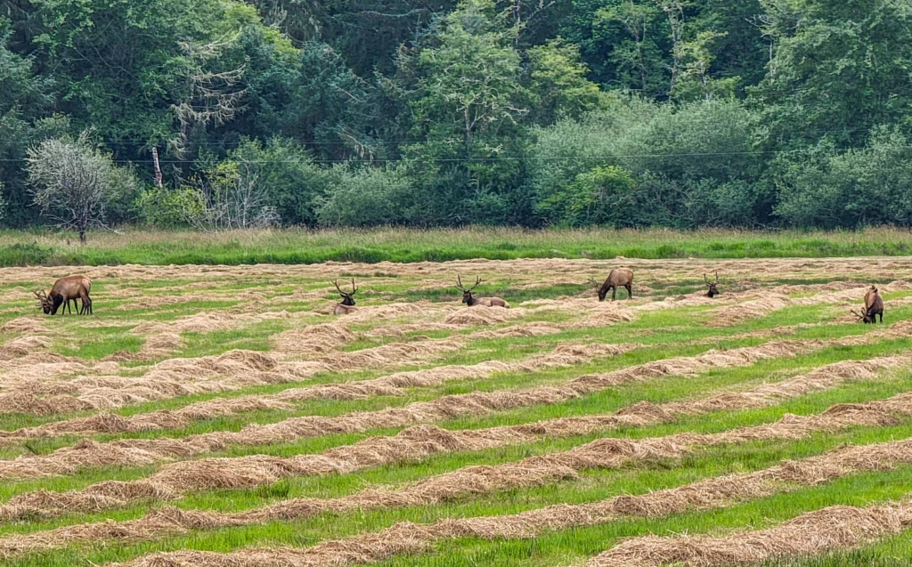 Roosevelt elk resting and grazing in a mown hayfield at Dean Creek Elk Viewing Area, Oregon