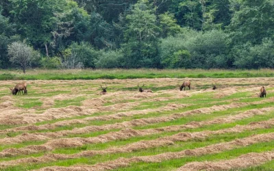 Dean Creek Elk Viewing Area – Reedsport – Oregon