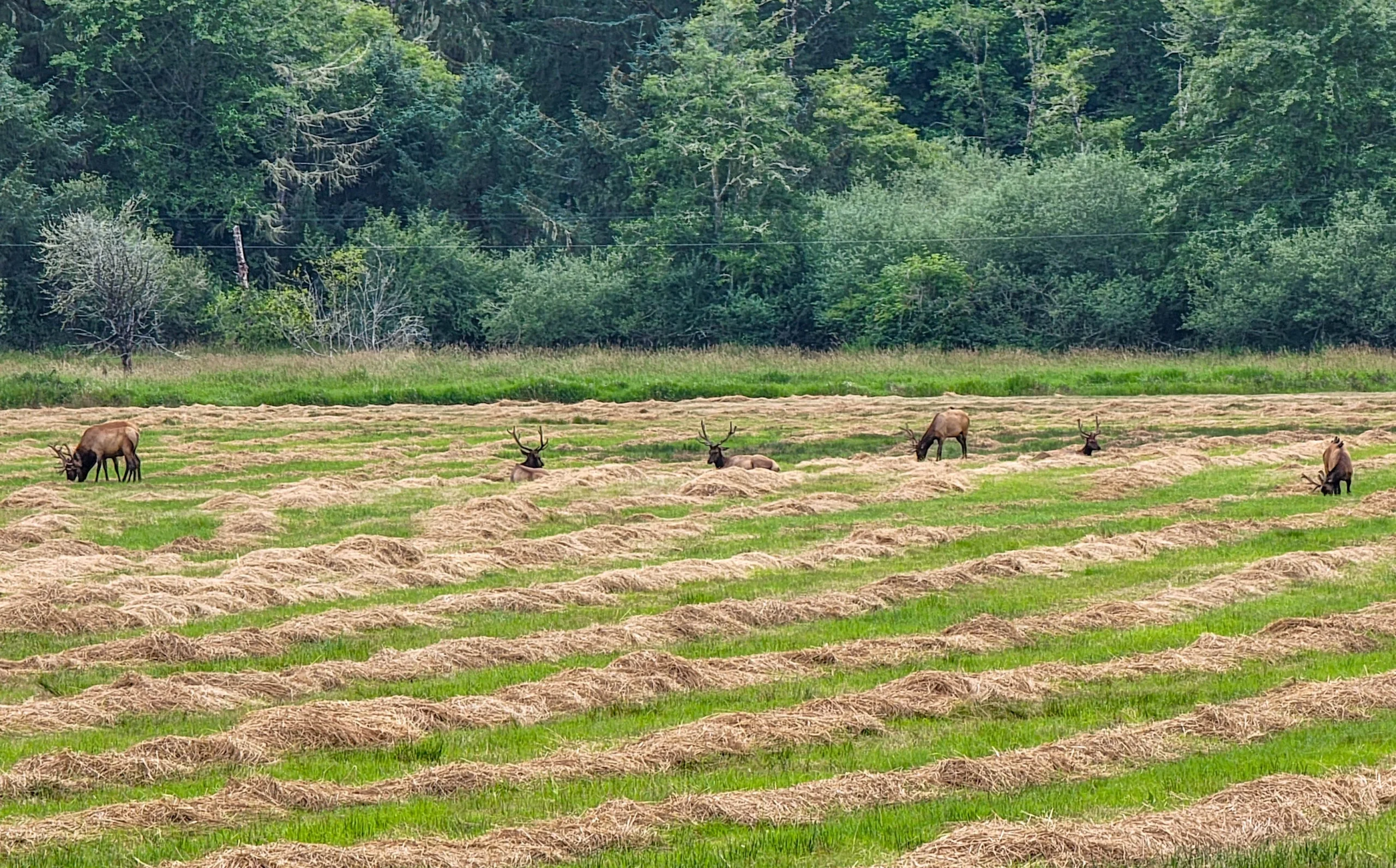 Roosevelt elk resting and grazing in a mown hayfield at Dean Creek Elk Viewing Area, Oregon