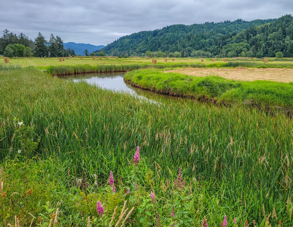 Slough and wetland grasses beside mown hay meadows at Dean Creek
