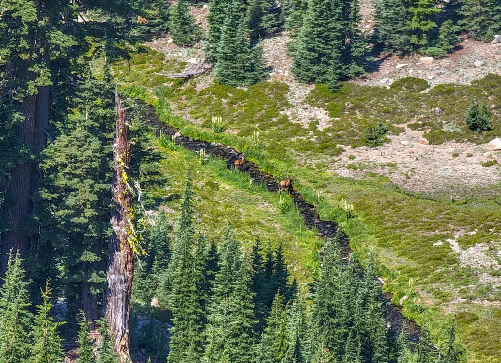Deer grazing in a meadow below the Bumpass Hell Trail
