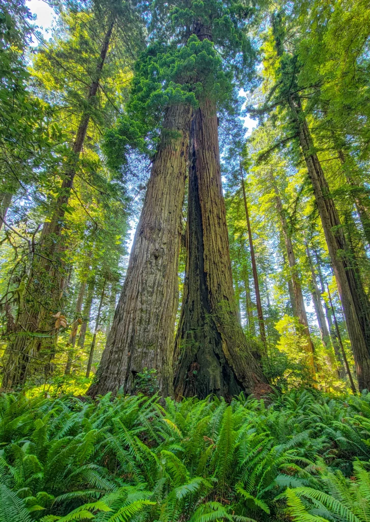Double-trunked redwood rising above sword ferns