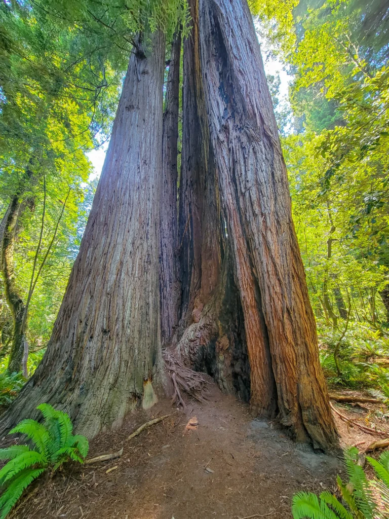 Double-trunked redwood beside the Tall Trees Grove trail