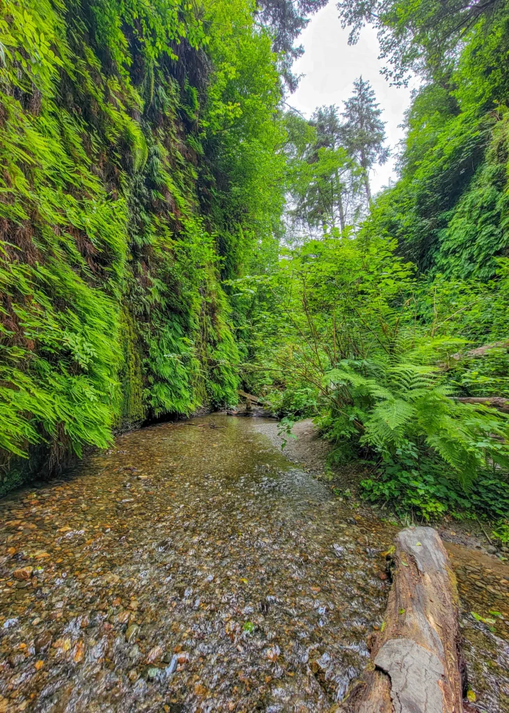Narrow section of Fern Canyon with fern-covered wall and shallow creek