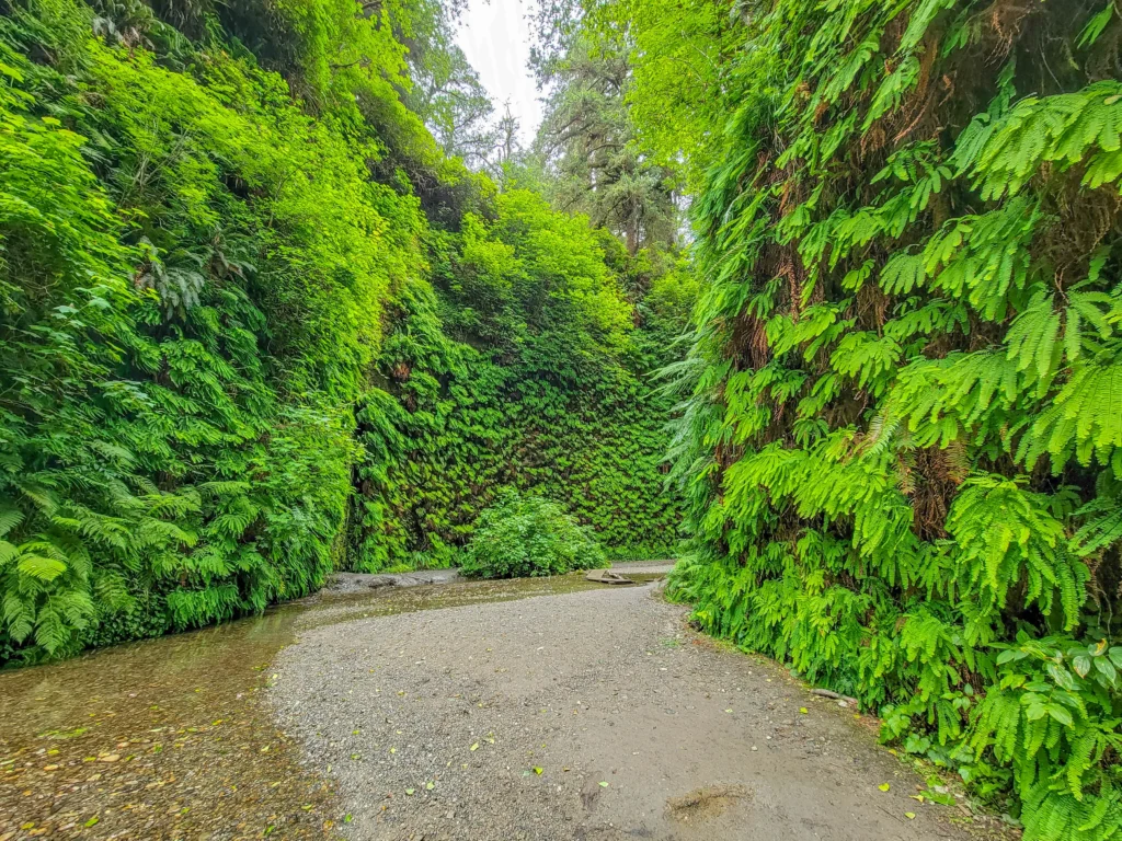 Fern-covered walls of Fern Canyon rising above Home Creek in Prairie Creek Redwoods State Park, California
