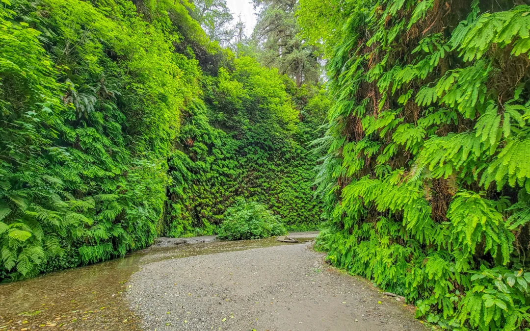 Fern Canyon – Prairie Creek Redwoods State Park – California
