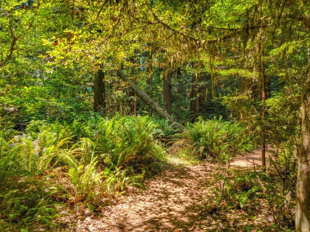 Fern-lined trail through the Tall Trees Grove