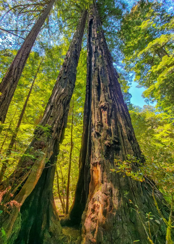 Fire-scarred redwood trunks in Lady Bird Johnson Grove