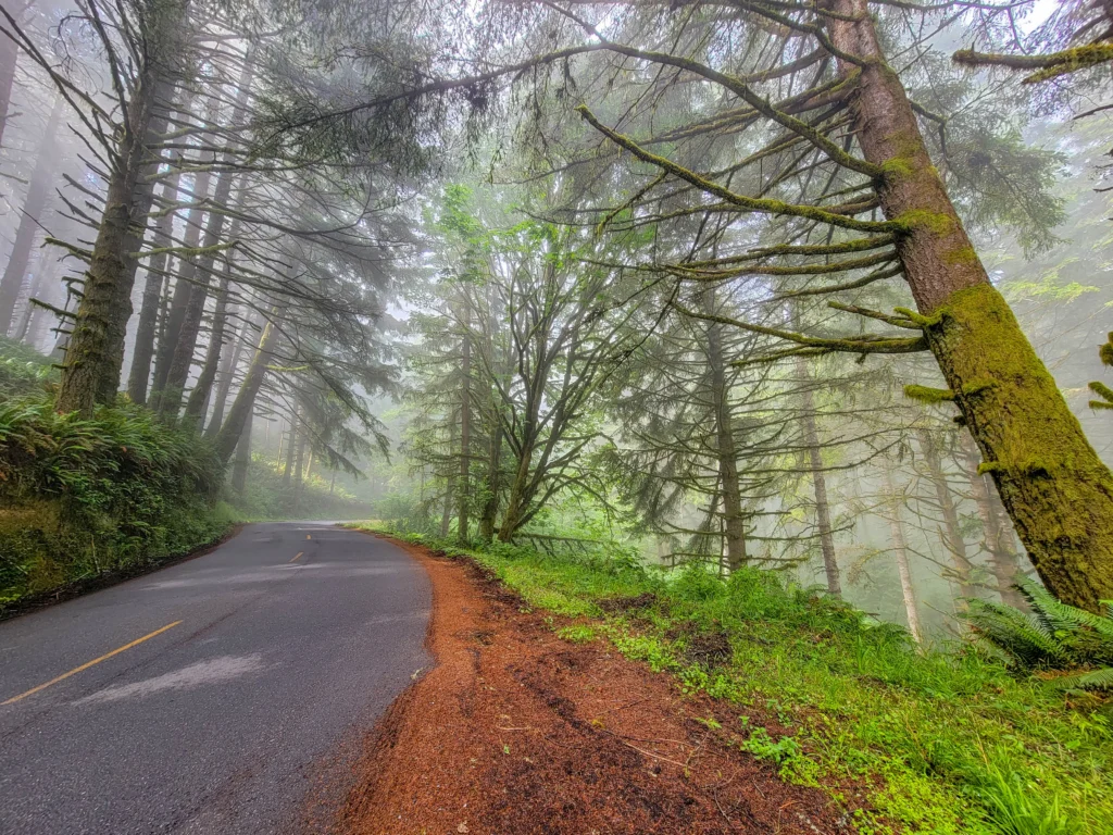 Fog in the forest along Mattole Road on the Lost Coast Scenic Drive